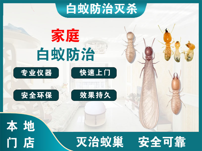上城家庭白蚁防治