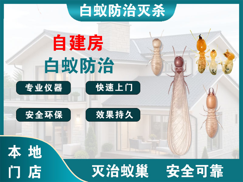 上城自建房白蚁防治