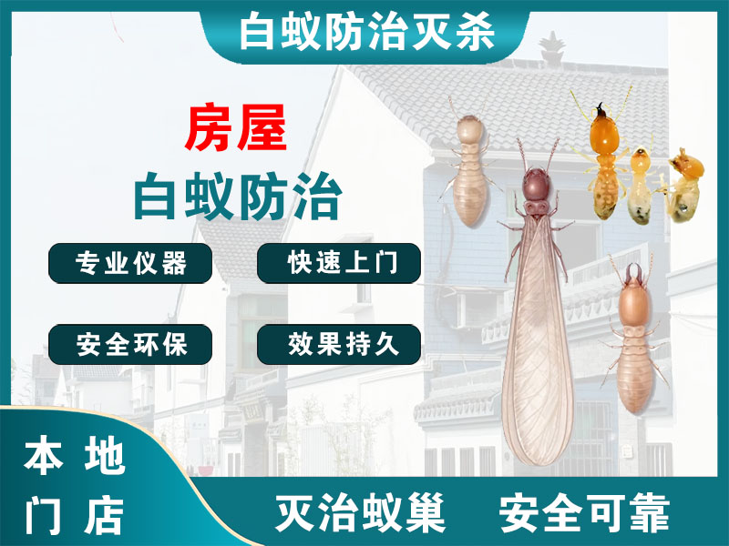 上城房屋白蚁防治